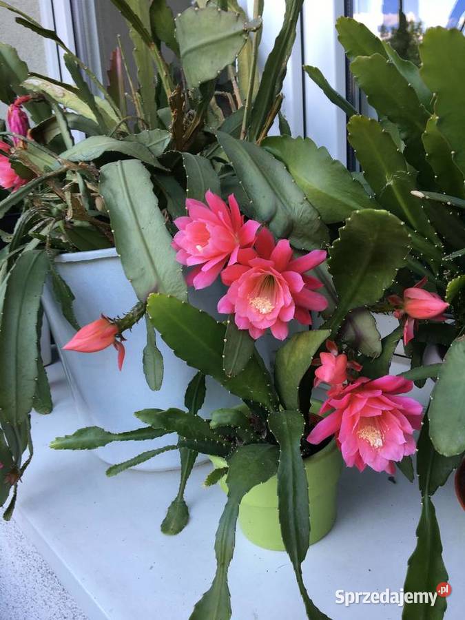 Epifilum różowe mazowieckie