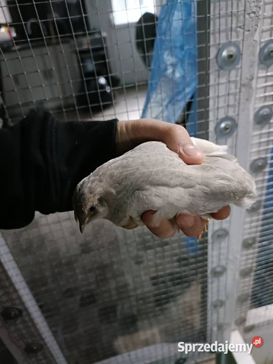 Przepiórki chińskie