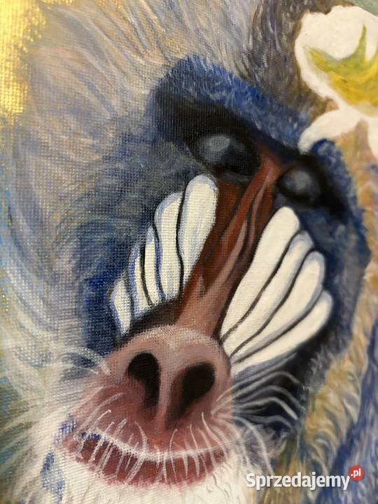 Zamyślony mandryl małpa dolnośląskie Duszniki-Zdrój