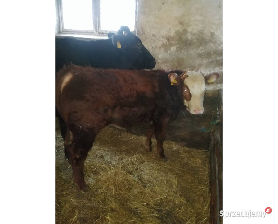 Sprzedam Odsadki Mięsne Byczek i 2 Jałówki
