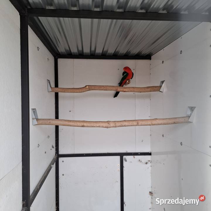 Ksiezniczka walii czerwono skrzydła konura Ostrów Wielkopolski