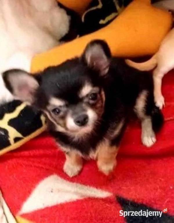 Chihuahua chłopczyk