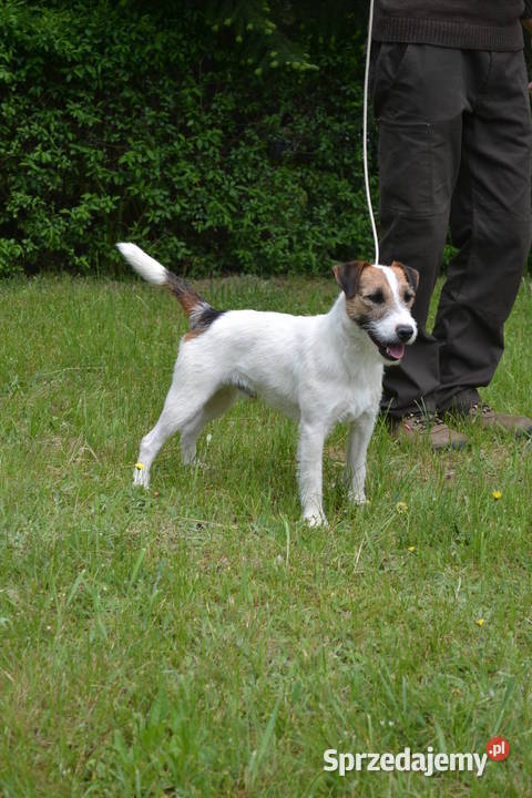 Parson Russell Terrier reproduktor wielkopolskie Pogorzela