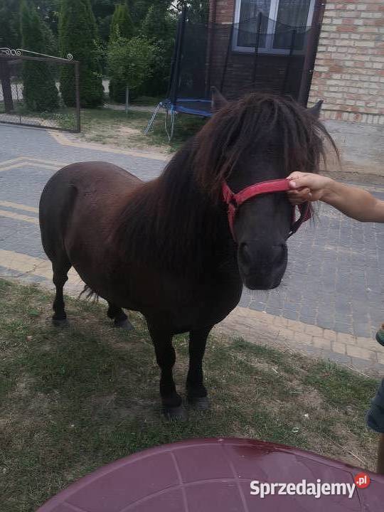 Sprzedam klacz kucyk kuc szetlandzka Suchowola