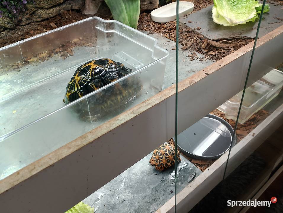 3 poziome terrarium z 2 żółwiami Promienistymi i Białystok