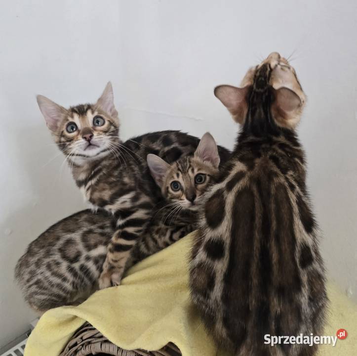 Kociaki Bengalskie Józefów