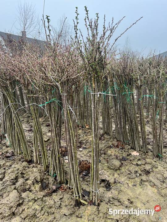 Agrest i porzeczka ceny