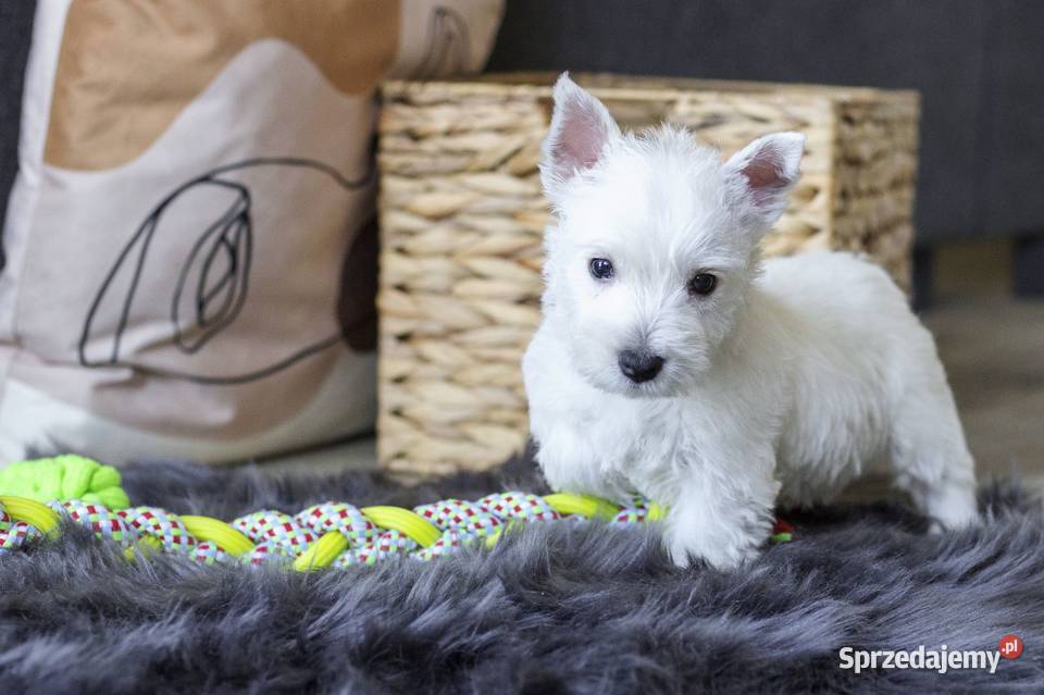 WEST szczeniaki z rodowodem ZKwP Chojnice