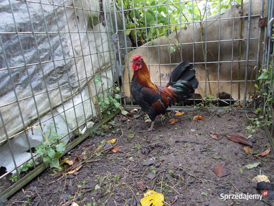 Kury miniaturki czerwone kogut kura
