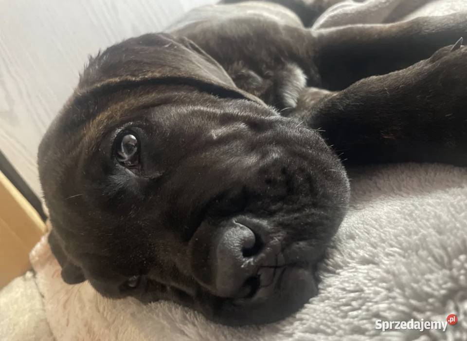 szczeniak cane corso w rece Piaseczno