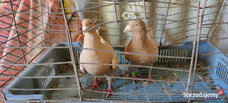 Golembie mulemansy żółte