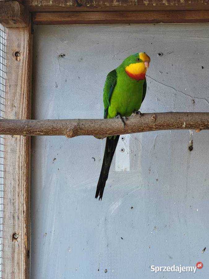 Rozelle Białolice Barabandy opolskie Otmice