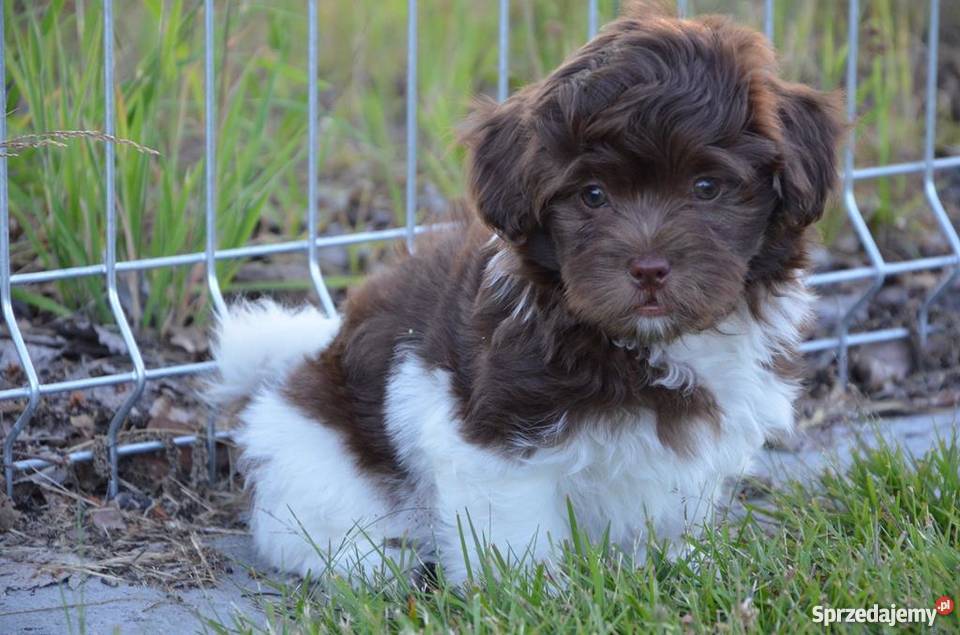 HAWAŃCZYK piesek Orlando piękny wyjątkowy Ostrzeszów sprzedam