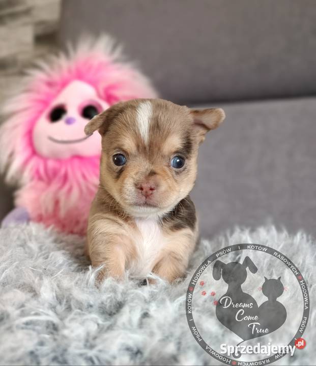 Sunia Rodowodowa Chihuahua Merle Do Rezerwacji Ustroń sprzedam