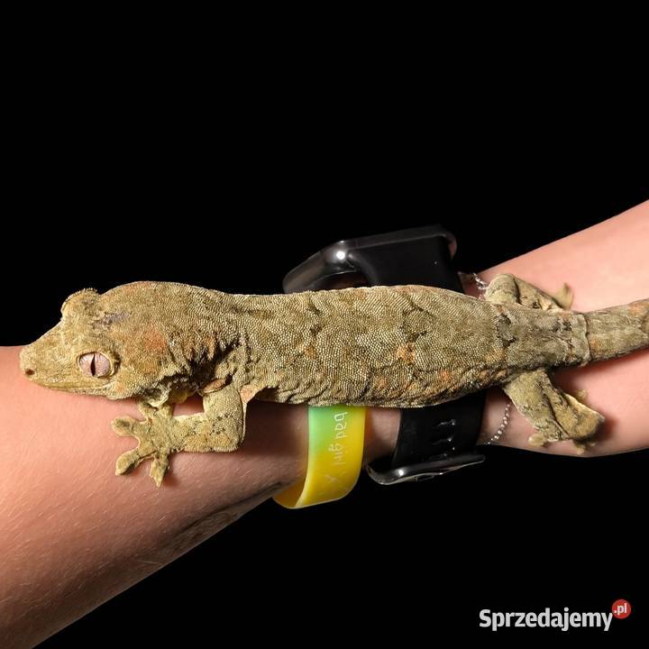 Mniarogekko chahoua mailand redgreen Gekon Rybnik