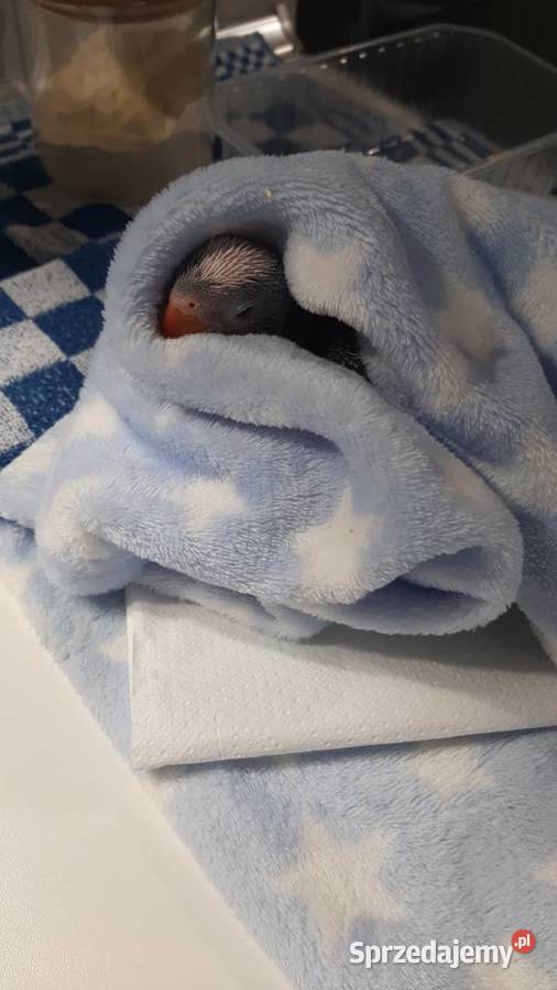 Aleksandrietta obrozna recznie karmiona Mysłowice