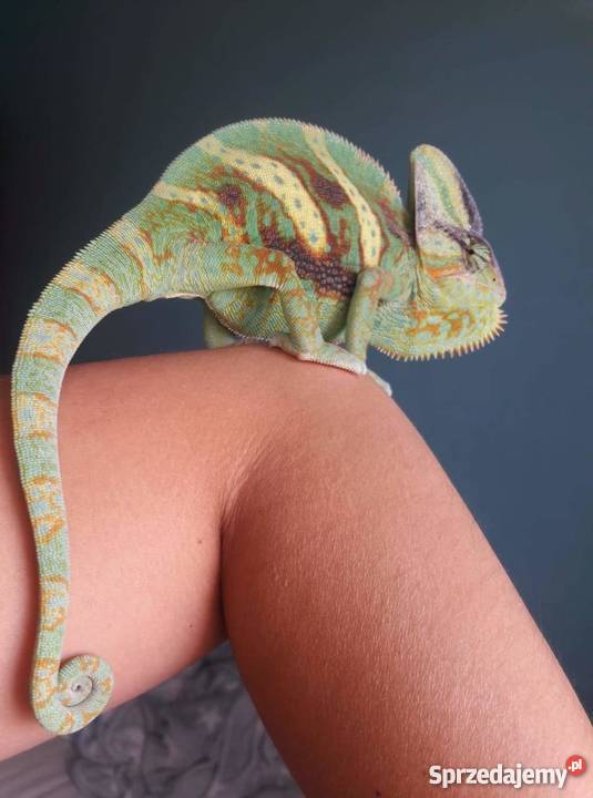 Kameleon Jemeński samiec w pełni wyposażone Lublin sprzedam