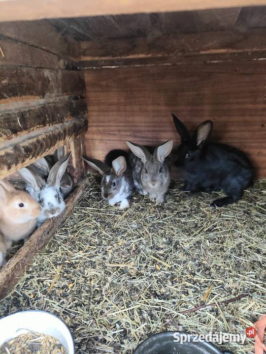 Młode króliki z 11 lutego Garwolin