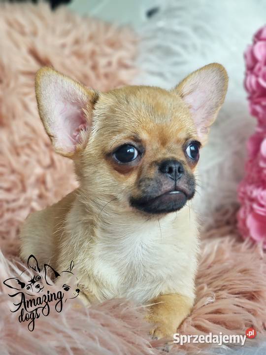 Śliczny chłopiec chihuahua Głogów