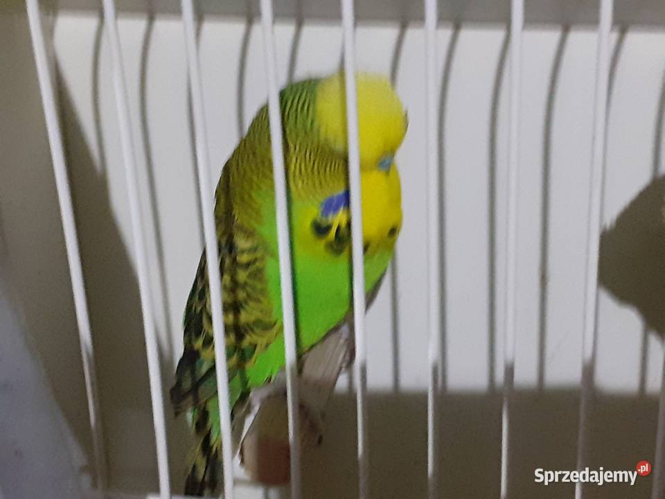 Papugi wpf Zwierzęta Międzyrzecz