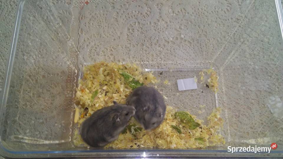 serdecznie mam na sprzedaż chomiki Dżungarskie Trzcianka