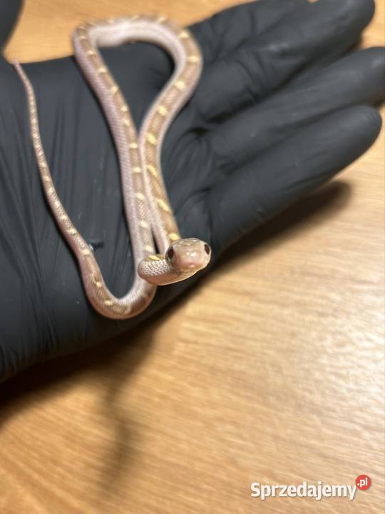 Wąż zbożowy white sided Jaworzno