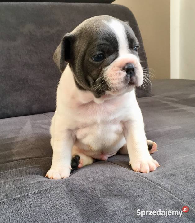 Buldog francuski szczeniaki Przeciszów