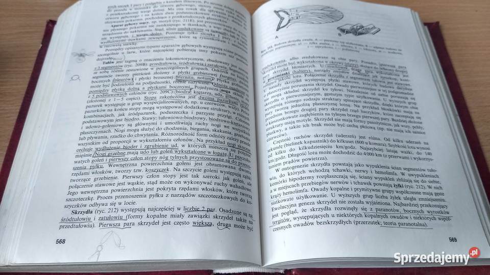 Bezkręgowce podstawy morfologii funkcjonalnej