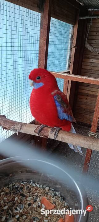 Rozelle królewskie świergotki Płońsk sprzedam