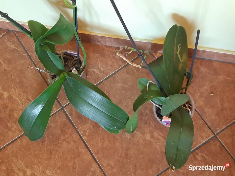 Storczyk z dwoma pędami do kwitnienia doniczkę Morąg