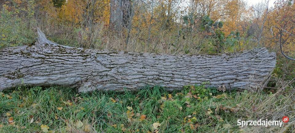 Kłoda topolowa sprzedam Tokarówka sprzedam