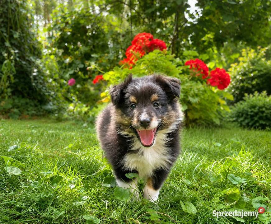 owczarek szetlandzki sheltie piesek blue merle śląskie Rudzica