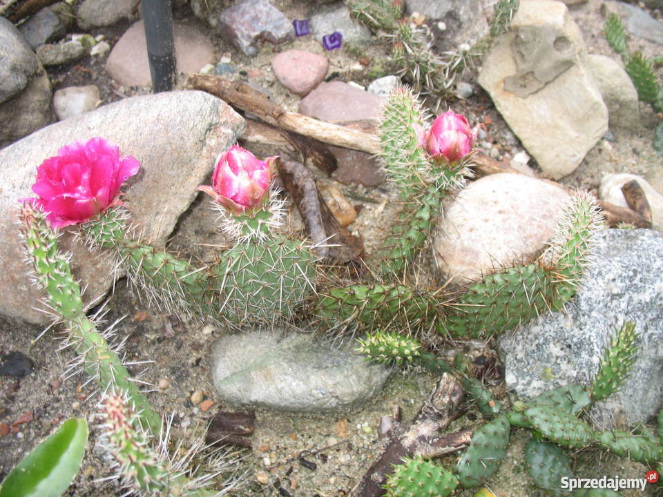 BANANOWCE BAMBUSY KAKTUSY GUNERA Wrocław