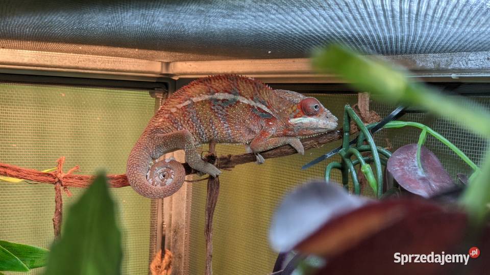 Kameleon Lamparci red samiec Krotoszyn