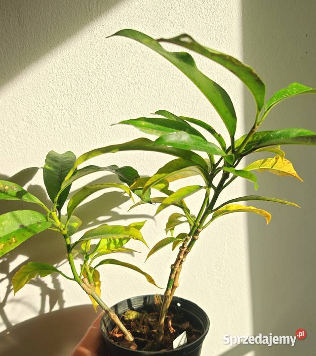 Hoya multiflora long leaves Gubin