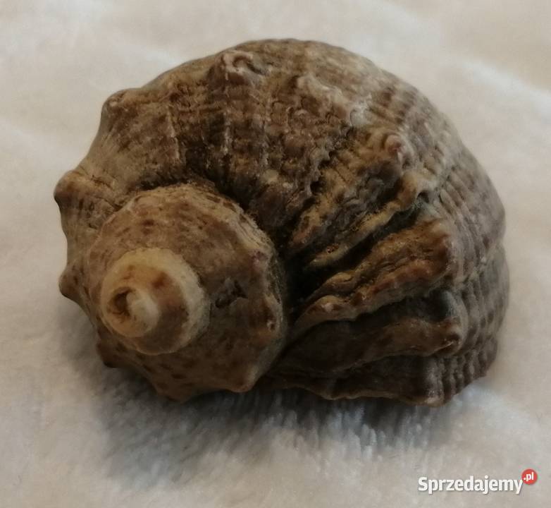 Muszla 45 59 Kreatywne Akwarystyka Czeladź