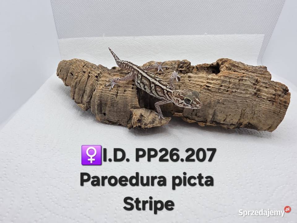 Paroedura Picta gekon madagaskarski Gady i płazy Zawiercie