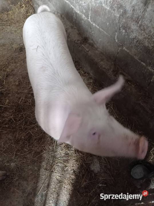 Tucznik żywiec wadze 110120 śląskie Żarki sprzedam