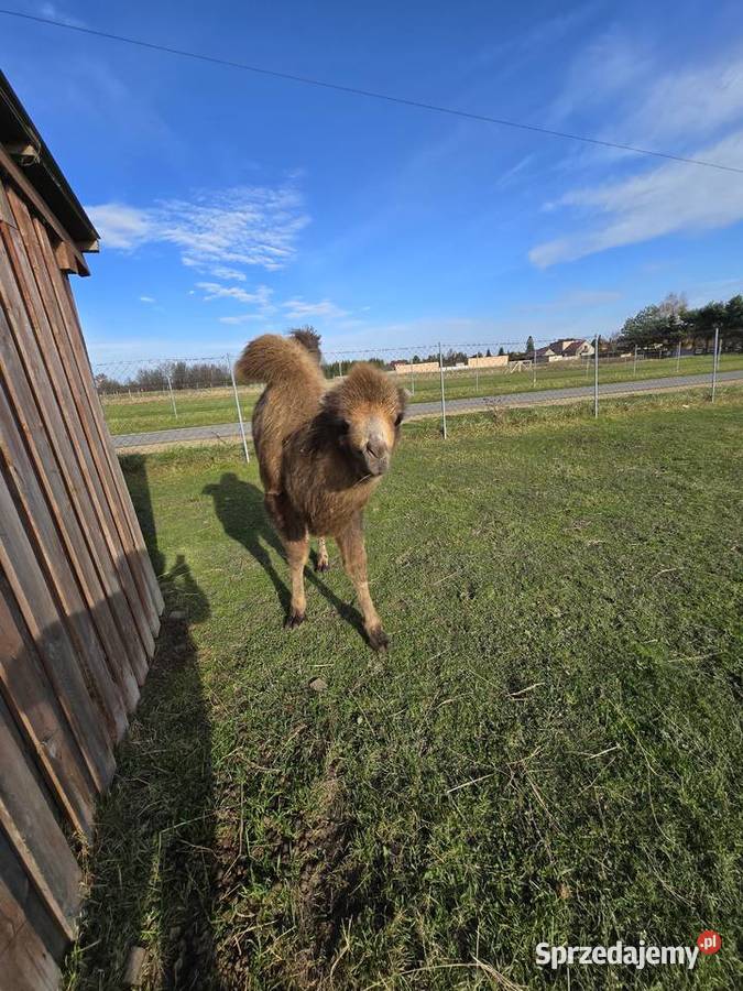 Wielbłąd dwugarbny samica z 2025r Poczesna