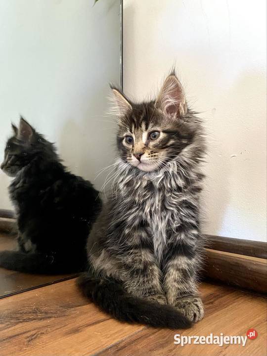 Maine Coon Kot Klasycznie Pręgowany 5 Maine Coon Daleszyce