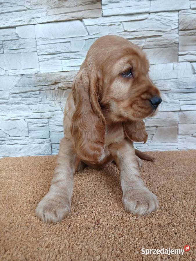 Śliczny piesek Cocker Spaniel Angielski Sieradz sprzedam