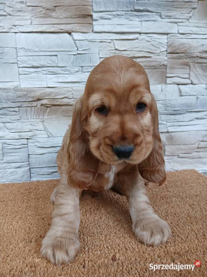 Śliczny Cocker Spaniel Angielski Sieradz
