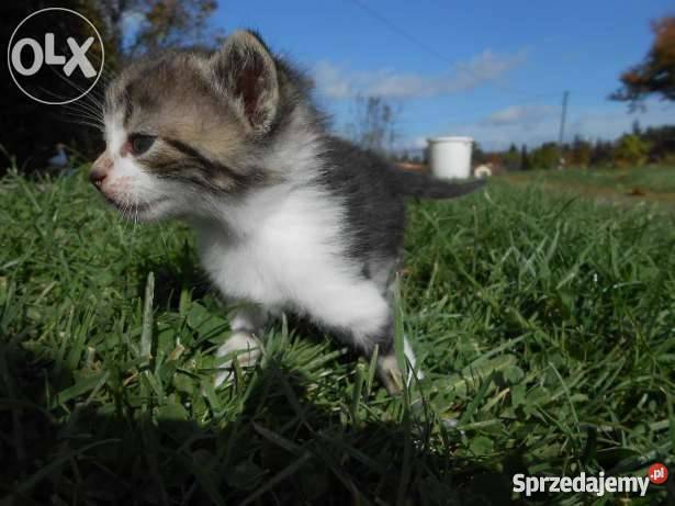 Do oddania 3 małe śliczne koty Gorlice