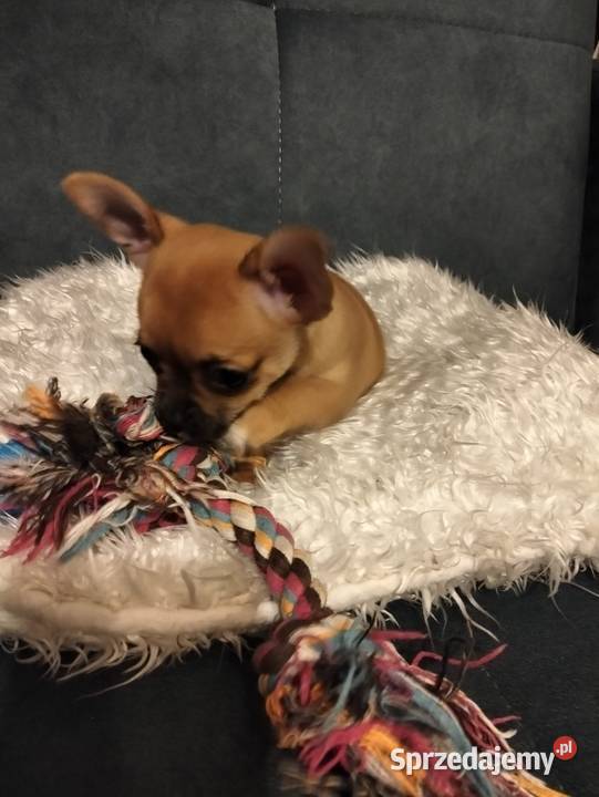 Biszkoptowa chihuahua