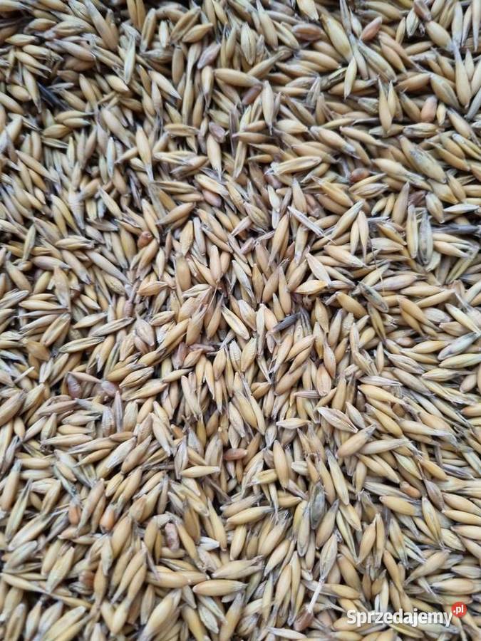 Sprzedam owies sprzedam