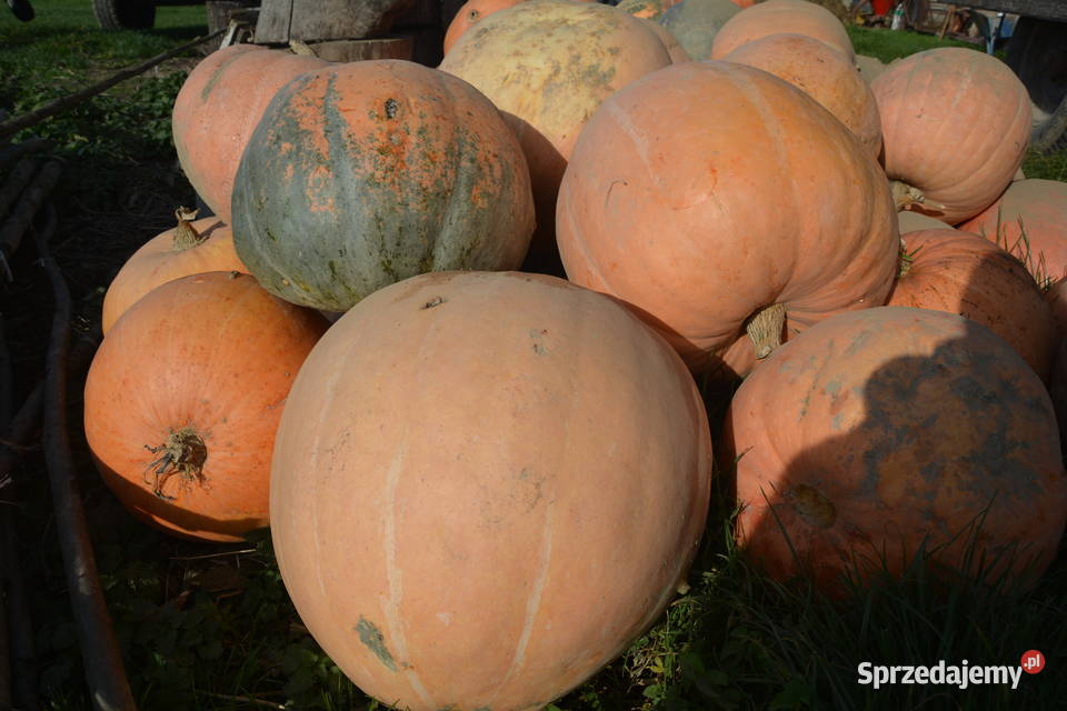 Sprzedam Dynię kurbydłatrzody sprzedam