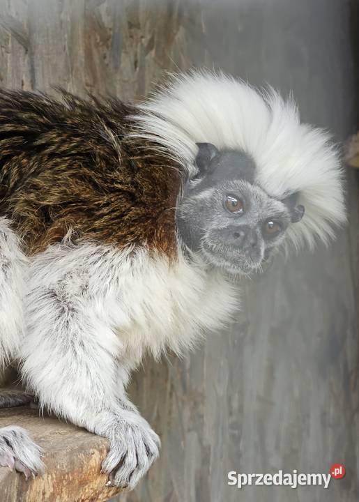 Małpka tamaryna białoczuba  samica