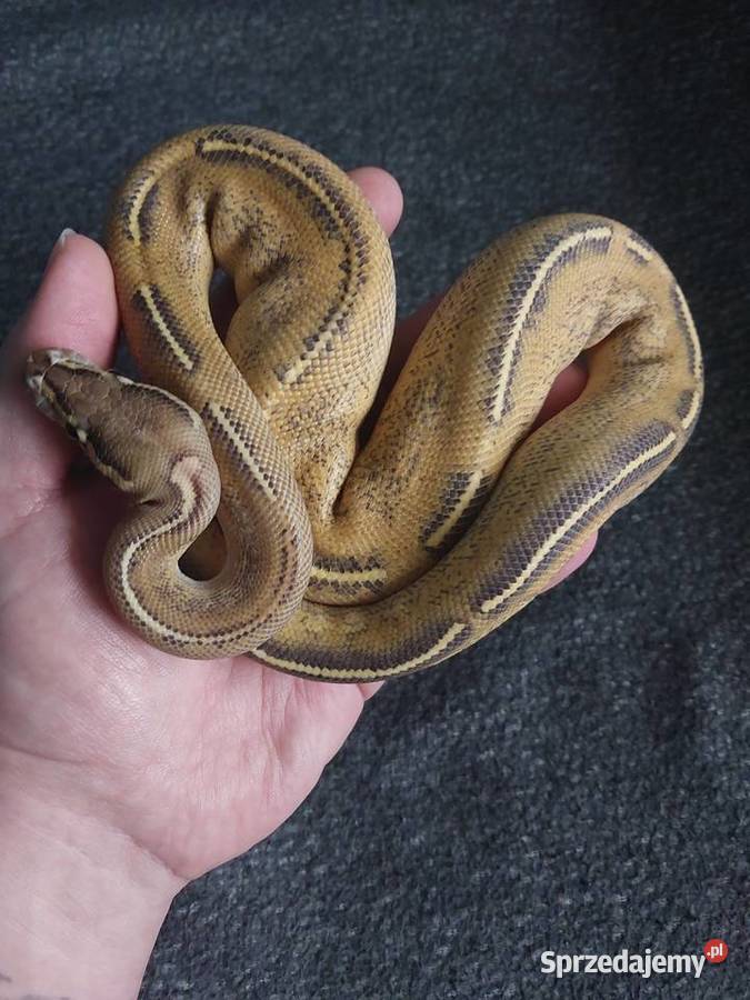 Pyton królewski samiec highway Orange dream Gady i płazy Reda