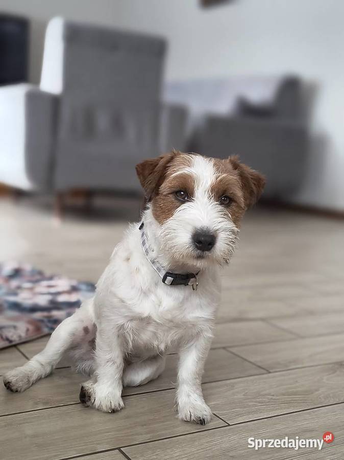 Reproduktor Jack Russell terrier sprzedam