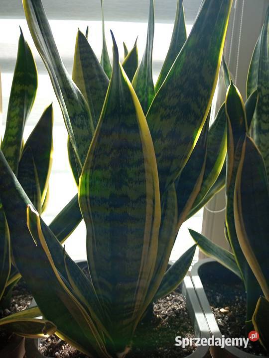 Sanseweria ok53 Pozostałe mazowieckie Warszawa